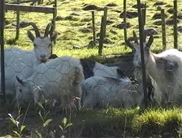 Goats at Heimtun Farm in the Storelva valley, 3.0 miles from Byrkjelo
